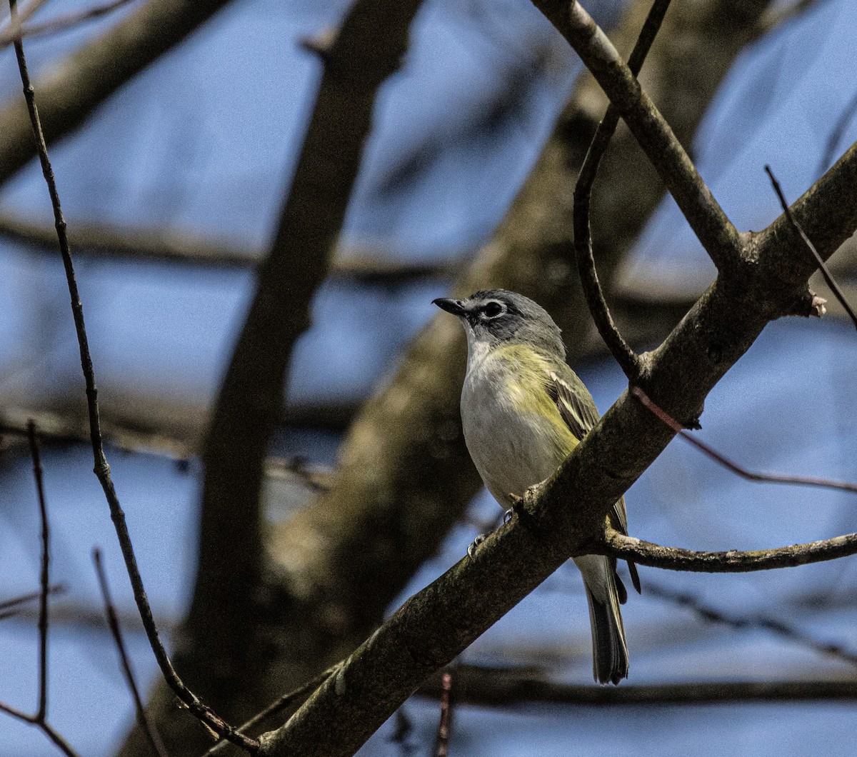 Blue-headed Vireo - ML654674705
