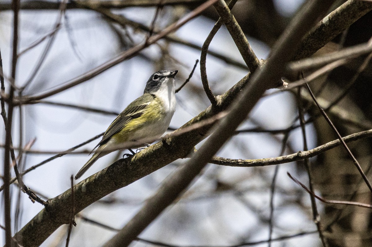 Blue-headed Vireo - ML654674719