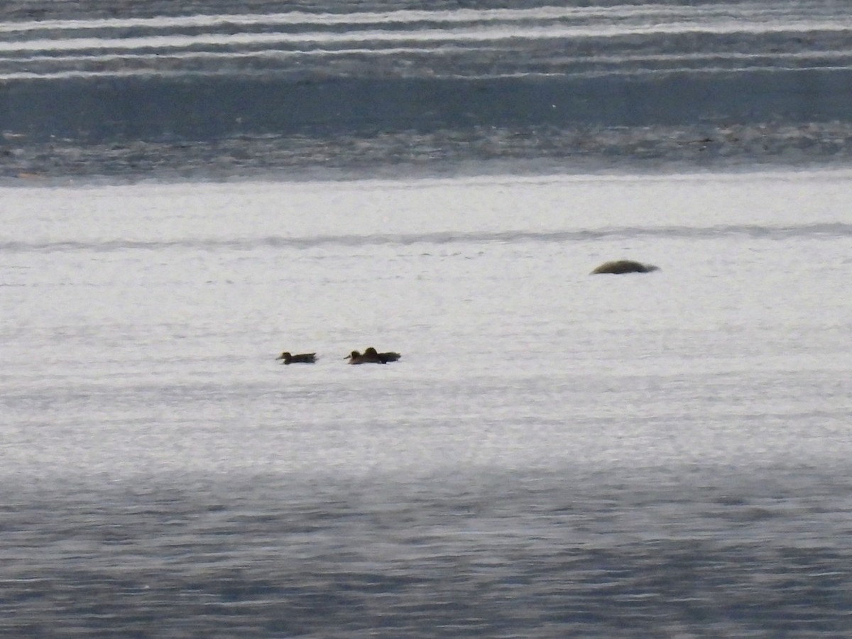 Blue-winged Teal - ML654675289