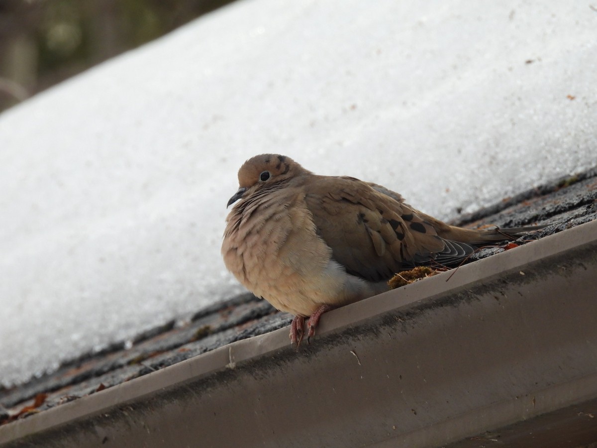 Mourning Dove - ML654675298
