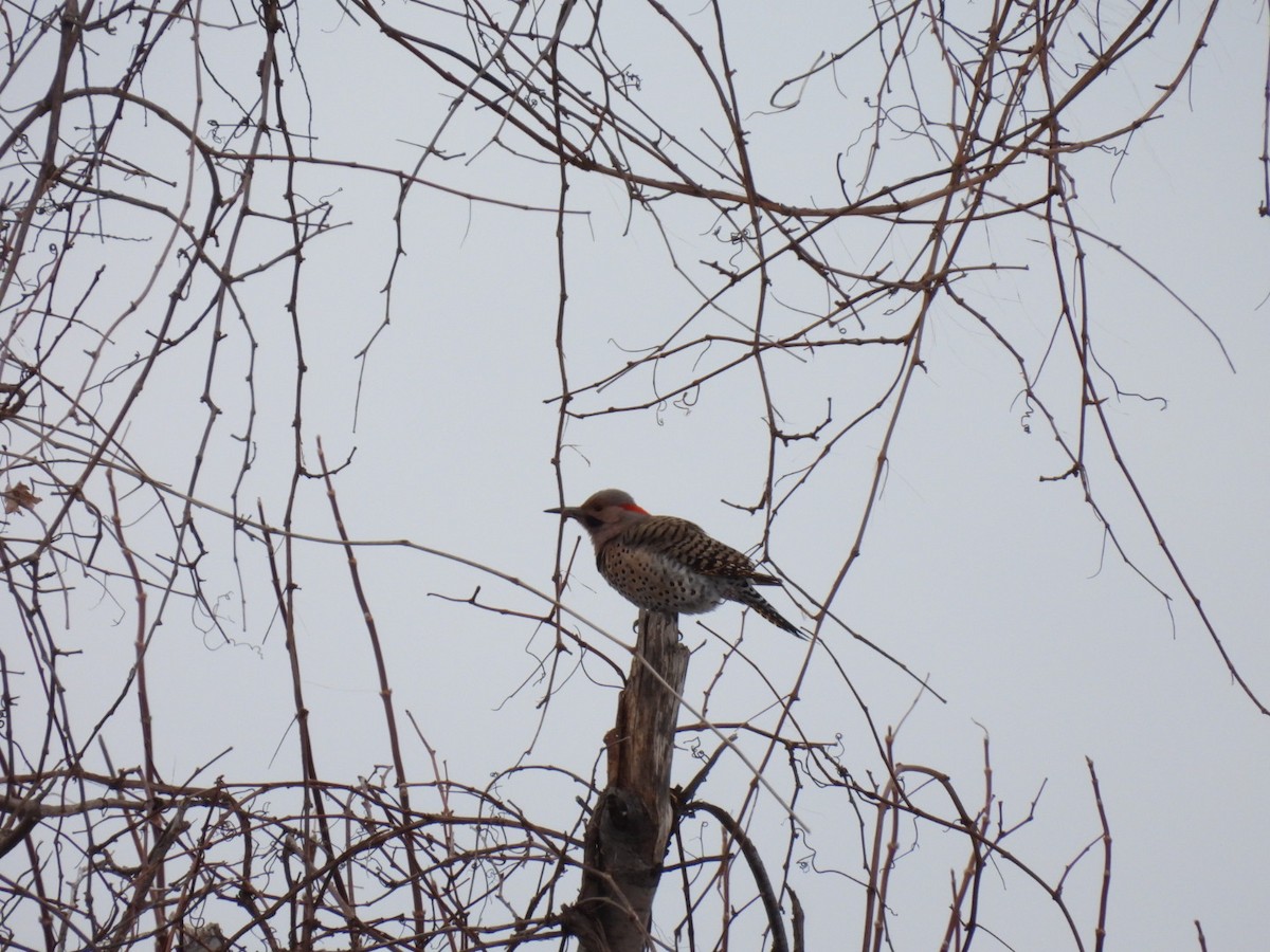 Northern Flicker - ML654675326