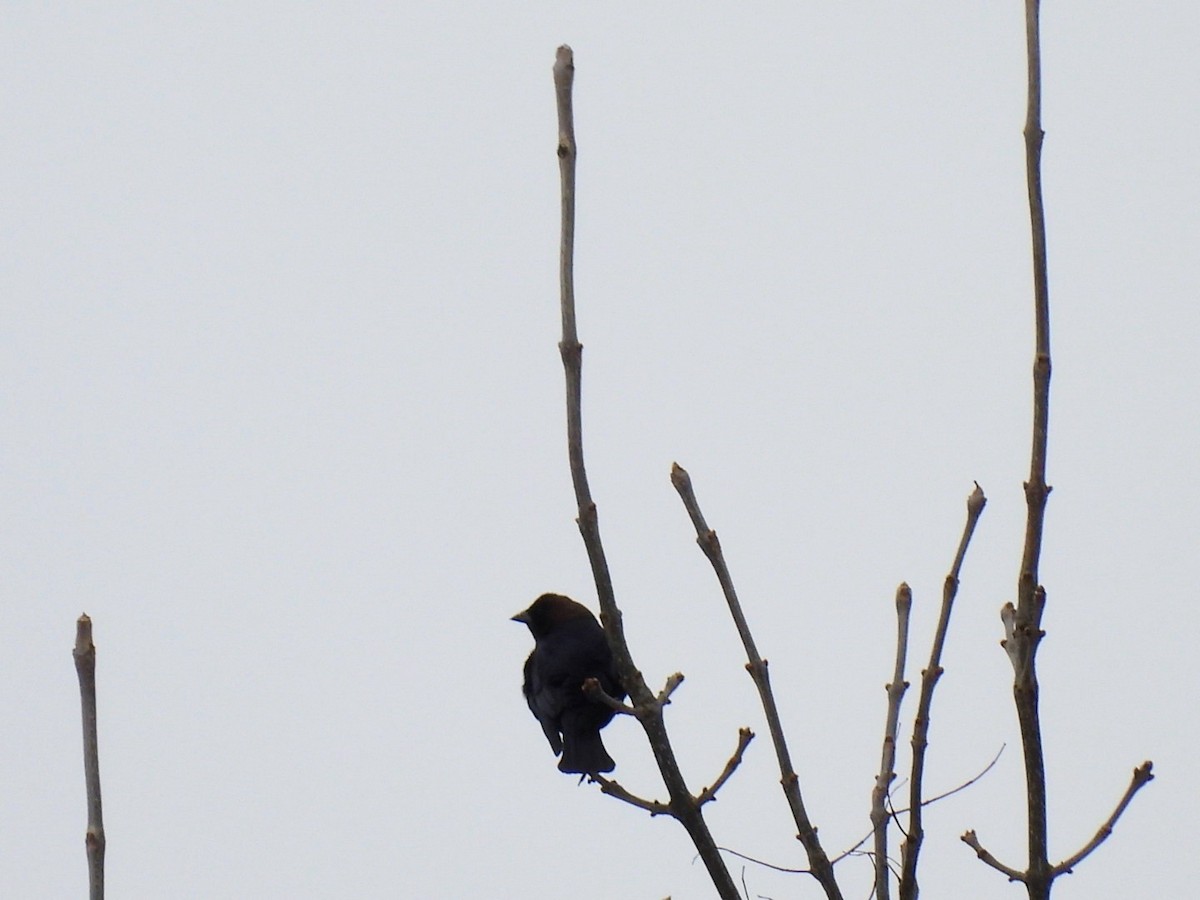 Brown-headed Cowbird - ML654675333