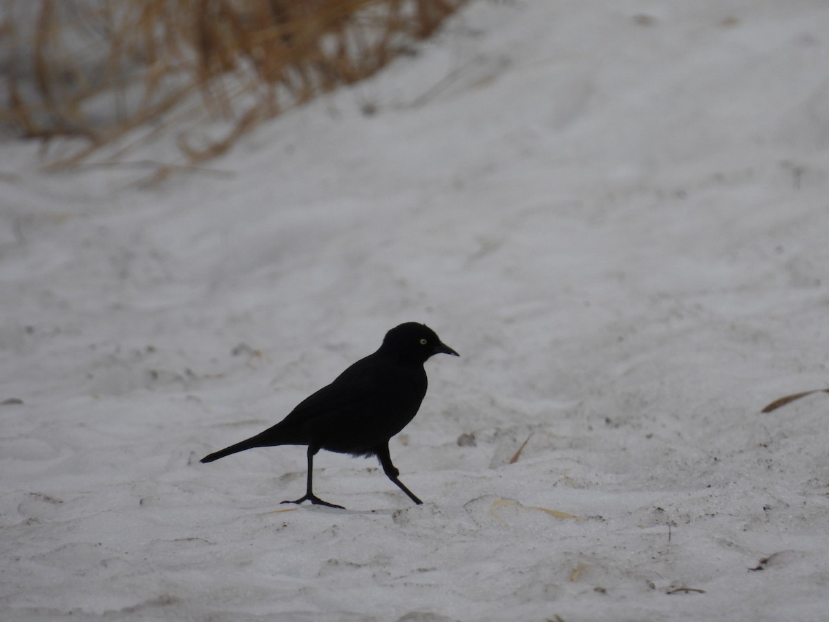 Rusty Blackbird - ML654675344