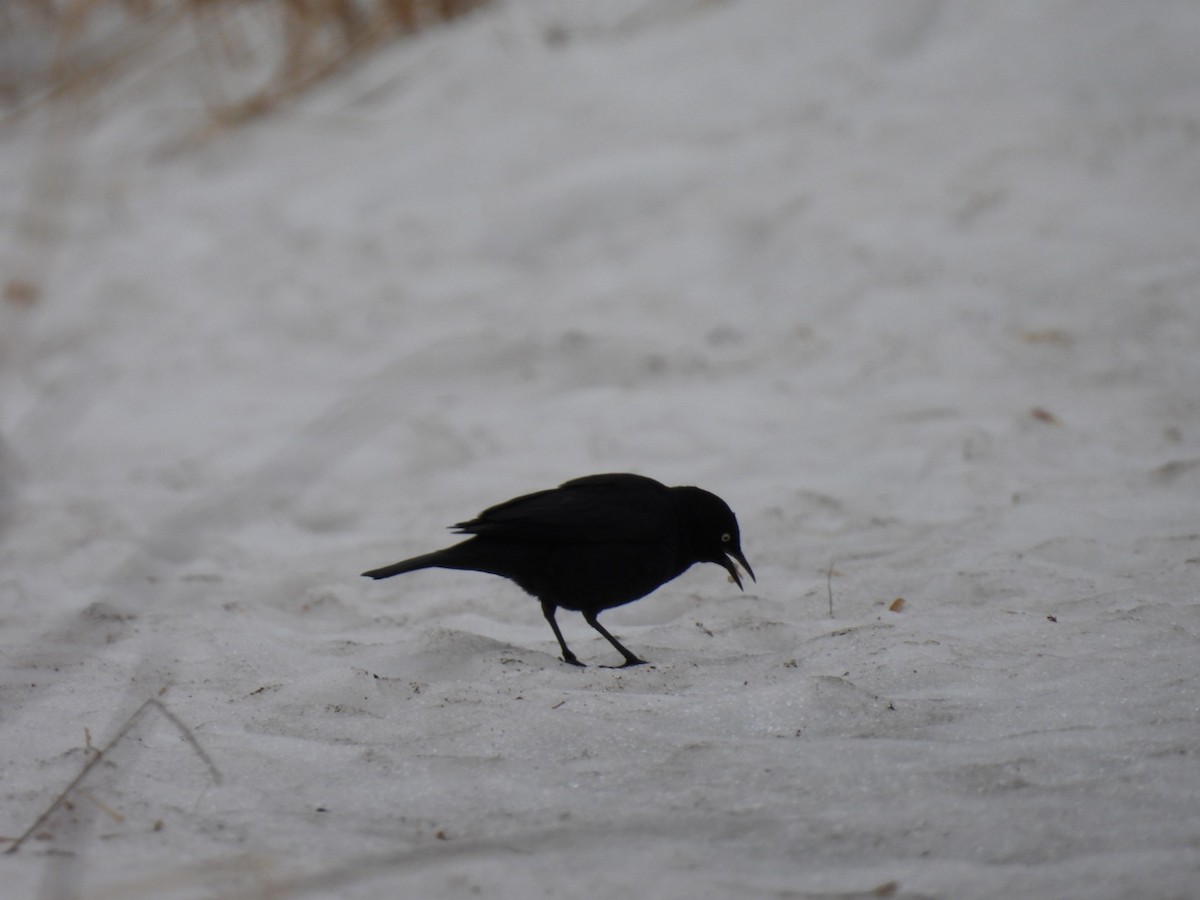 Rusty Blackbird - ML654675345