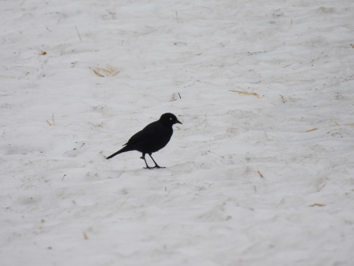 Rusty Blackbird - ML654675346