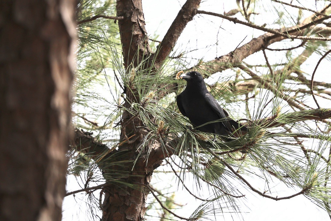 Fish Crow - ML654675521
