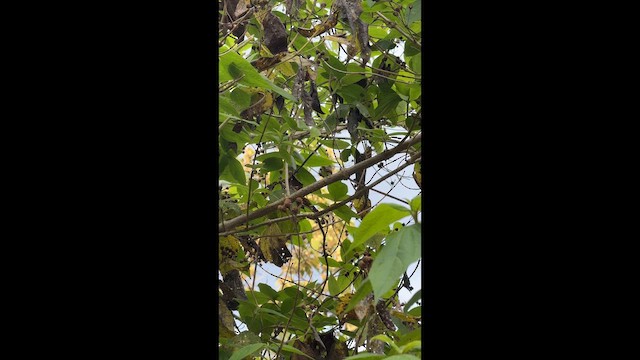 Belted Flycatcher - ML654675549