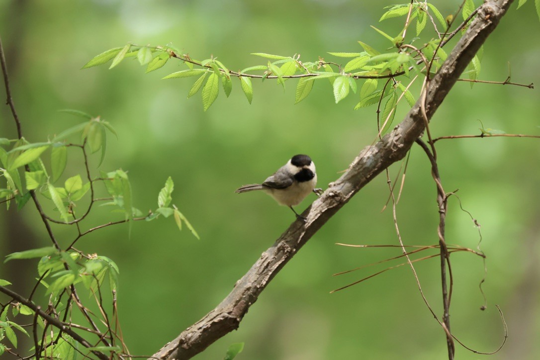 Carolina Chickadee - ML654675567