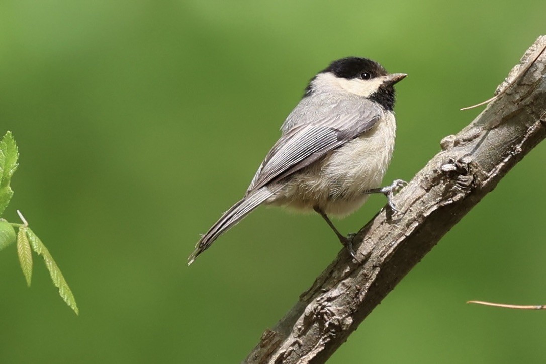 Carolina Chickadee - ML654675568