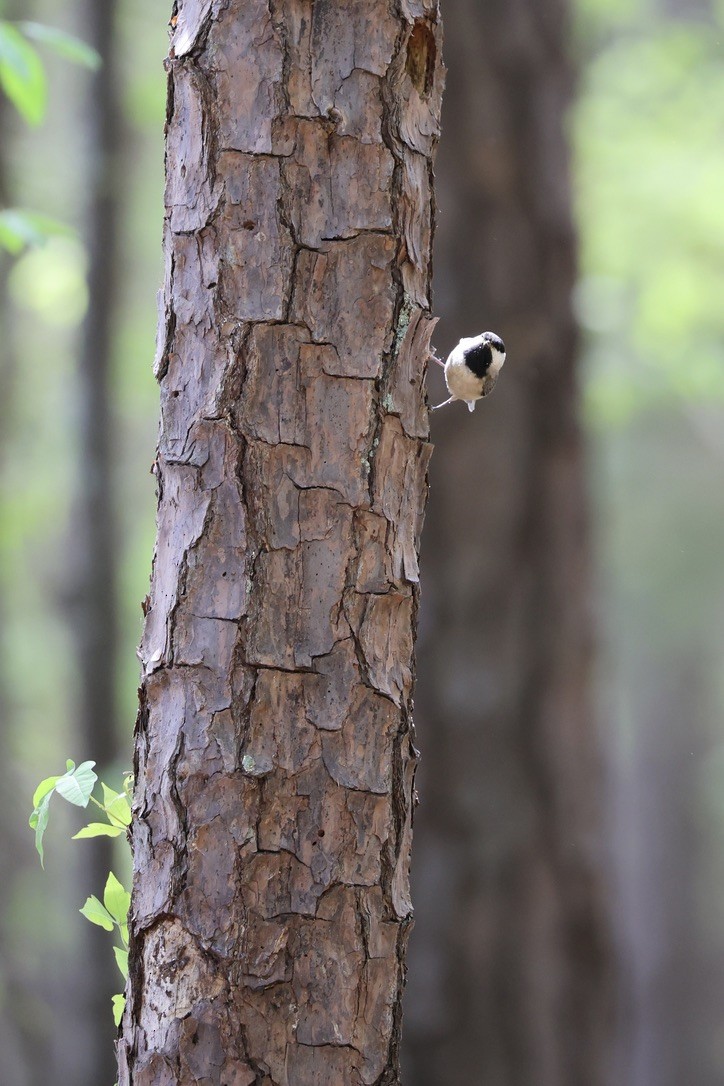 Carolina Chickadee - ML654675569
