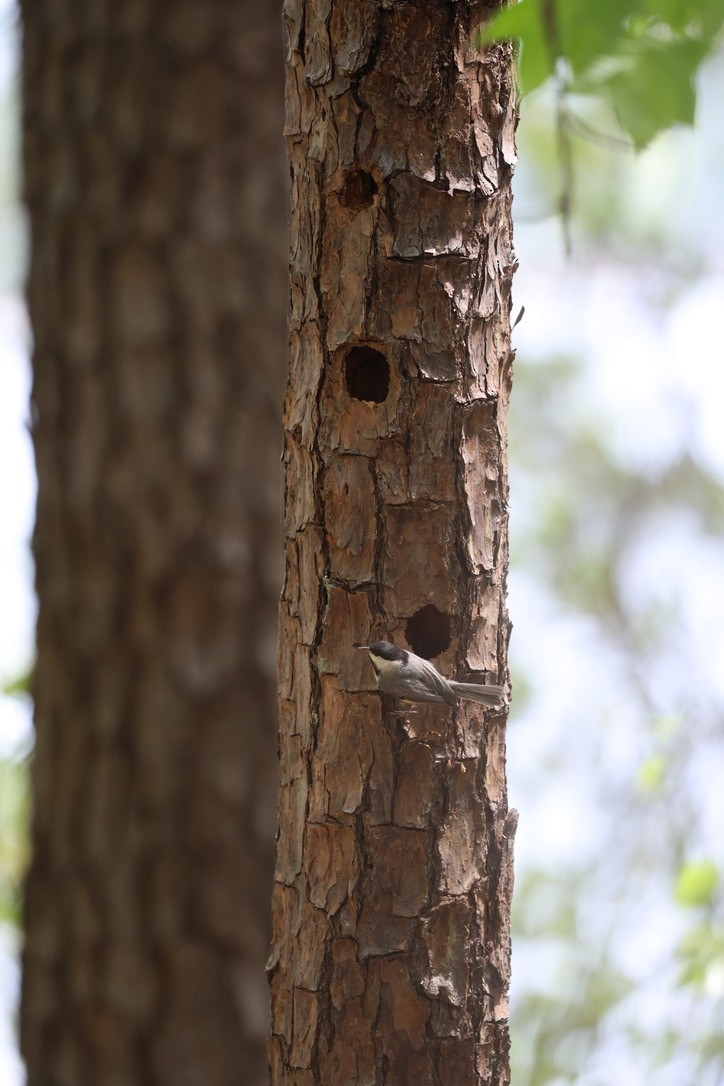 Carolina Chickadee - ML654675570