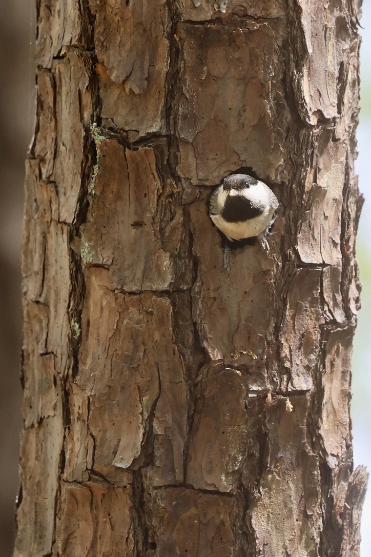 Carolina Chickadee - ML654675571