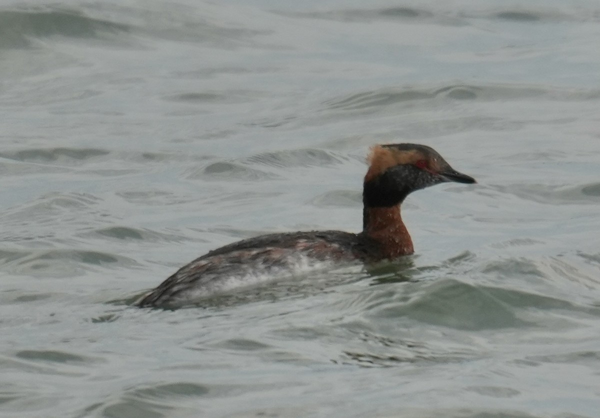 Horned Grebe - ML654675946