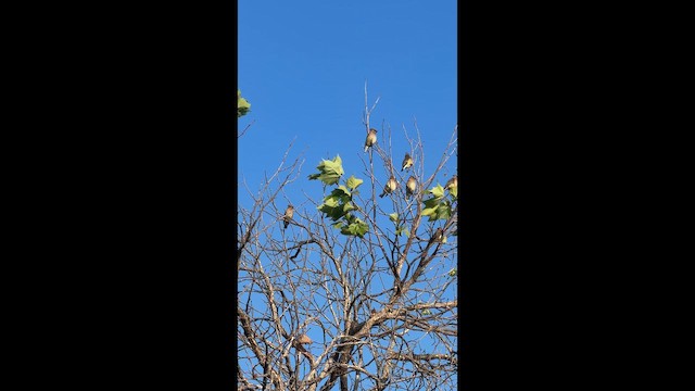 Cedar Waxwing - ML654676510