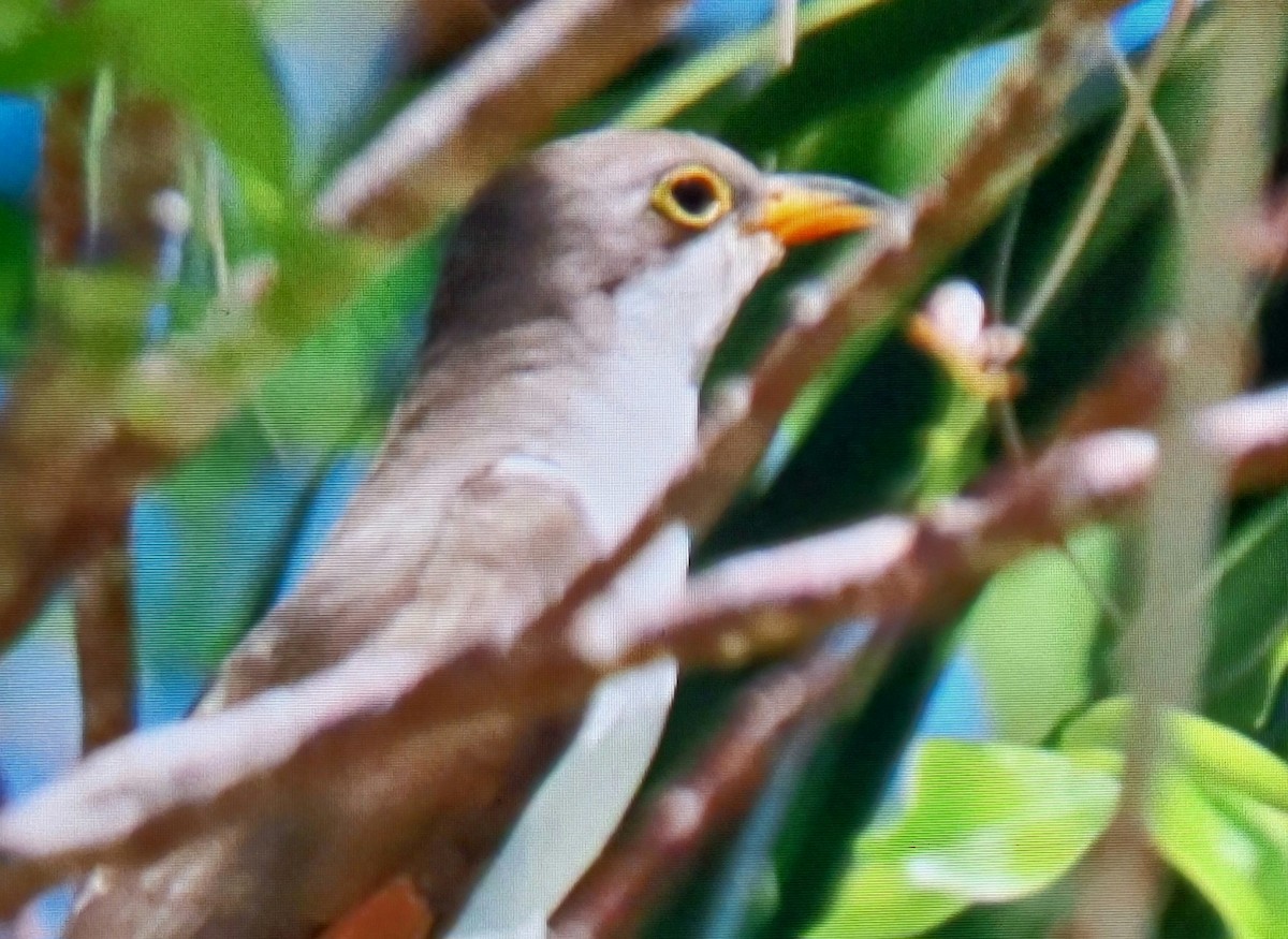 Yellow-billed Cuckoo - ML654678273