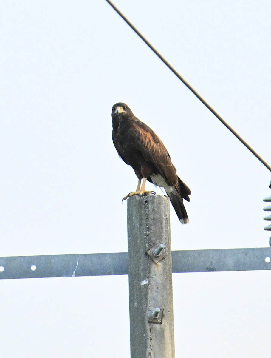 Harris zapelatza - ML654679195