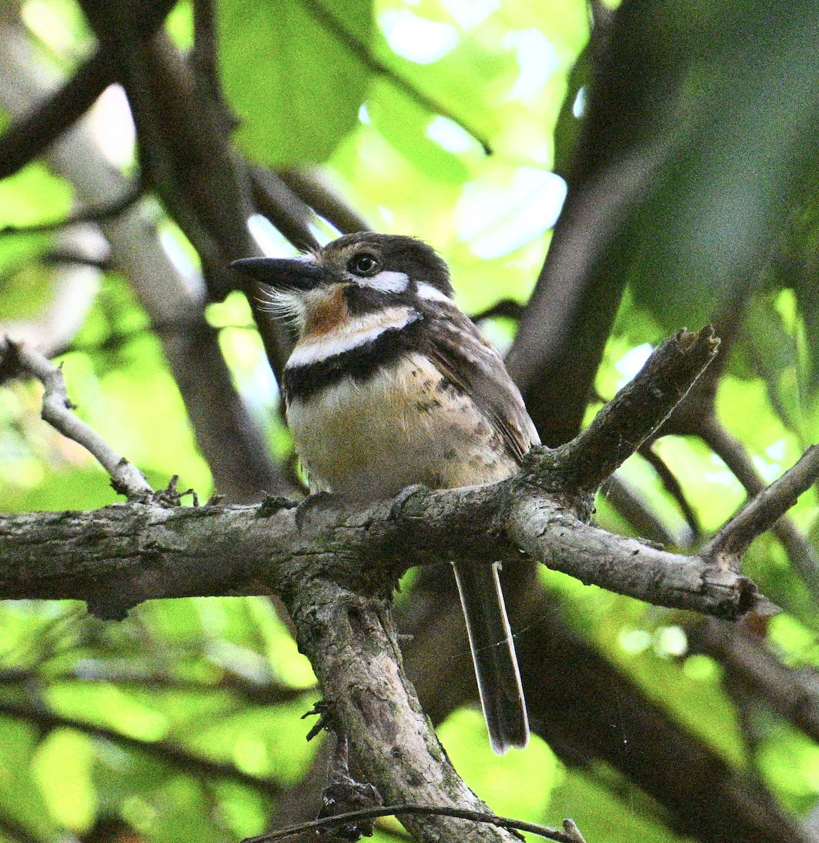 Russet-throated Puffbird - ML654679229