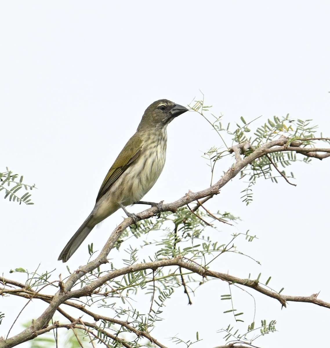 Streaked Saltator - ML654679259