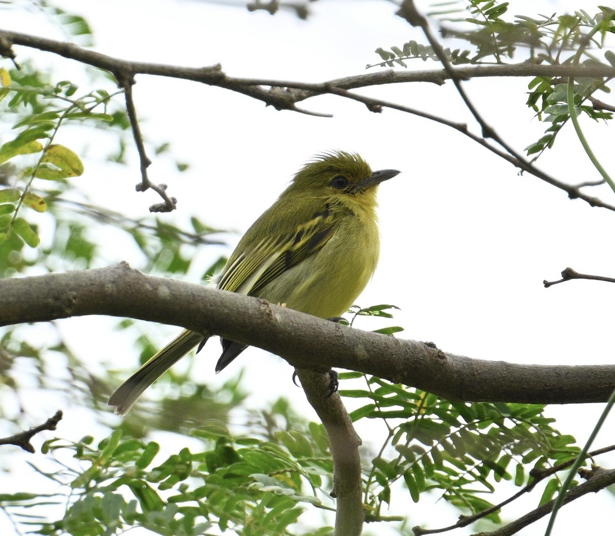 Ochre-lored Flatbill - ML654679297