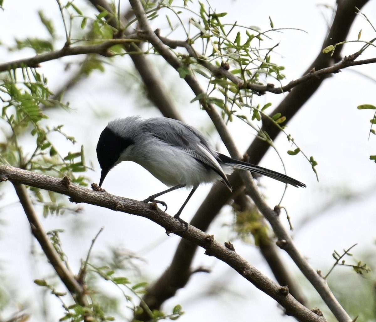 Tropical Gnatcatcher - ML654679366