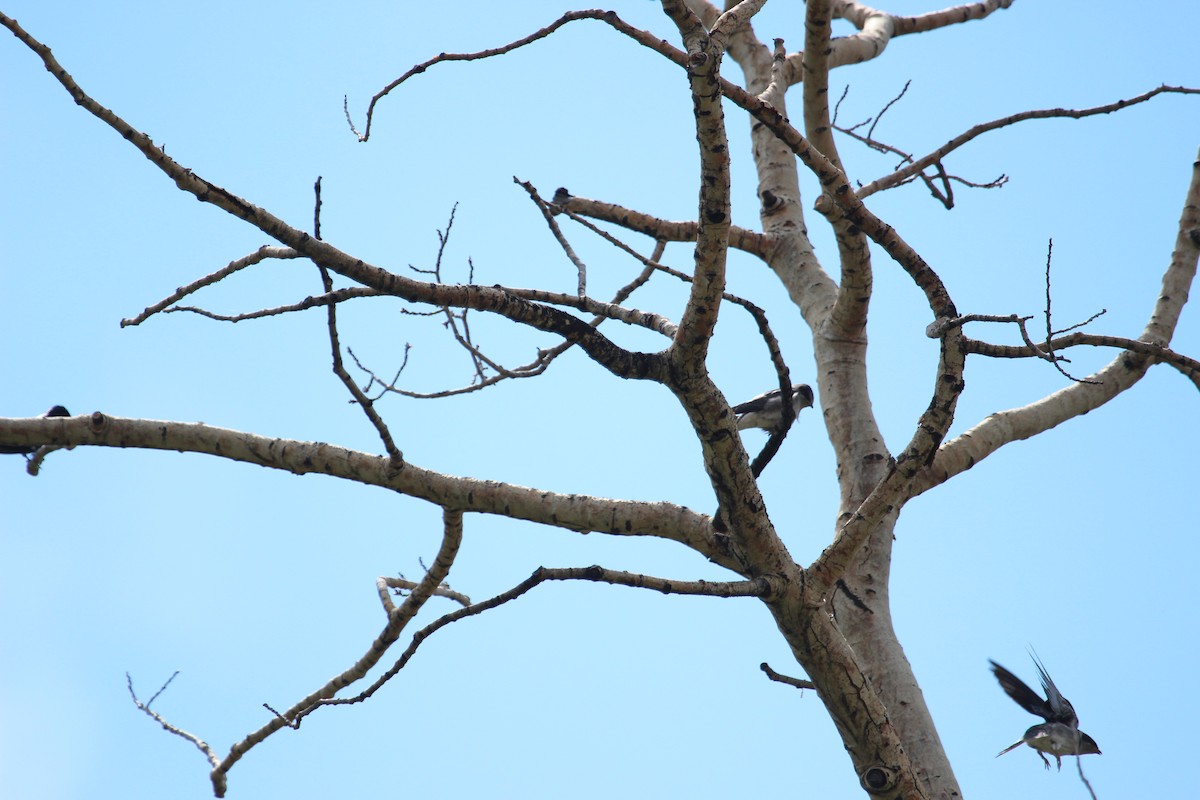 Purple Martin - ML65467961