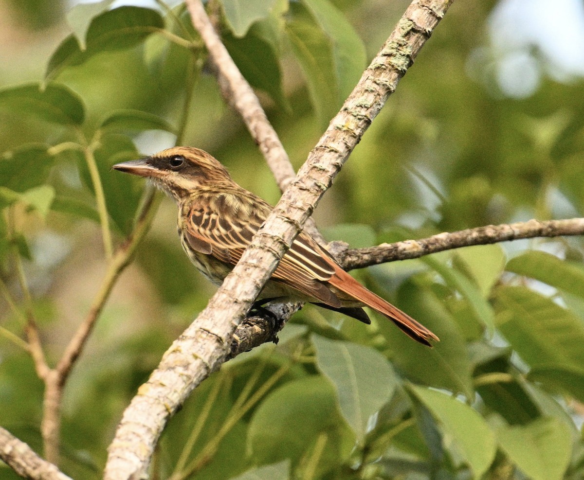 Streaked Flycatcher - ML654679716