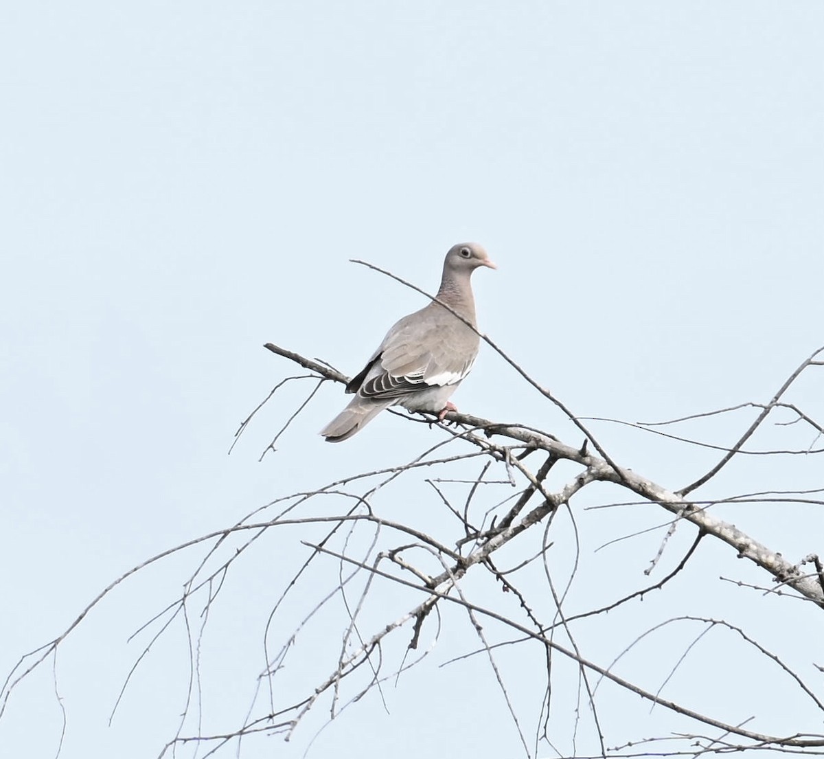 Bare-eyed Pigeon - ML654679769