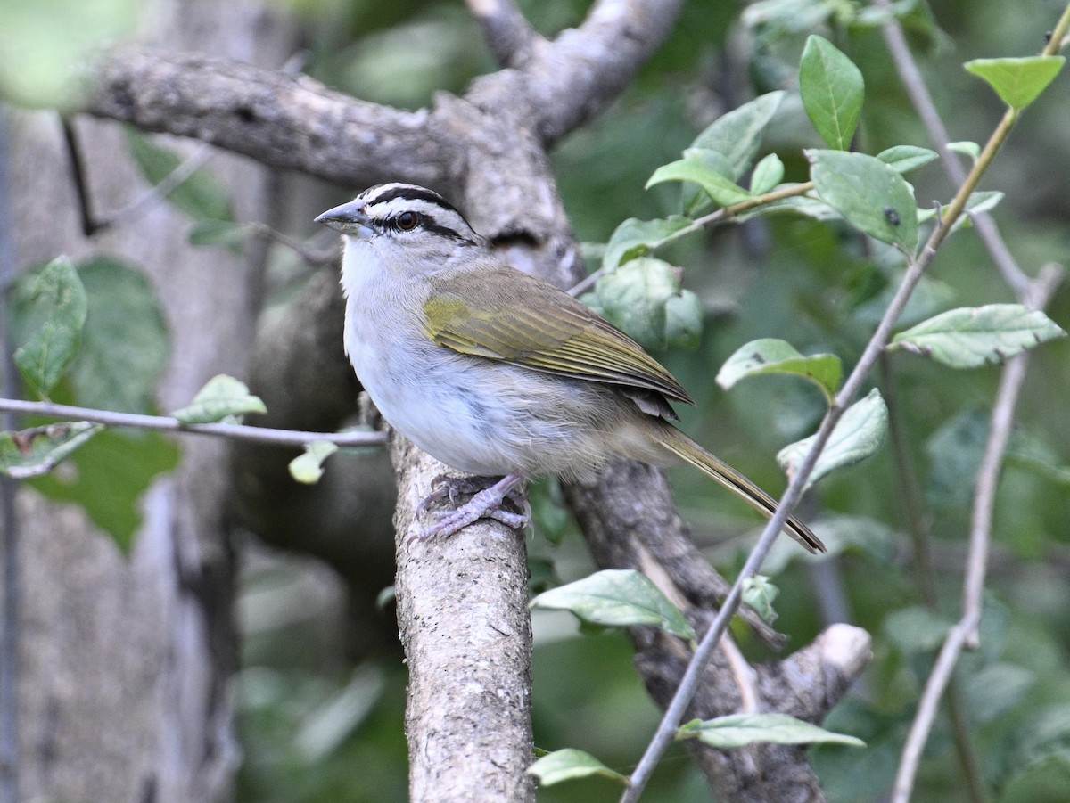 Tocuyo Sparrow - ML654679788