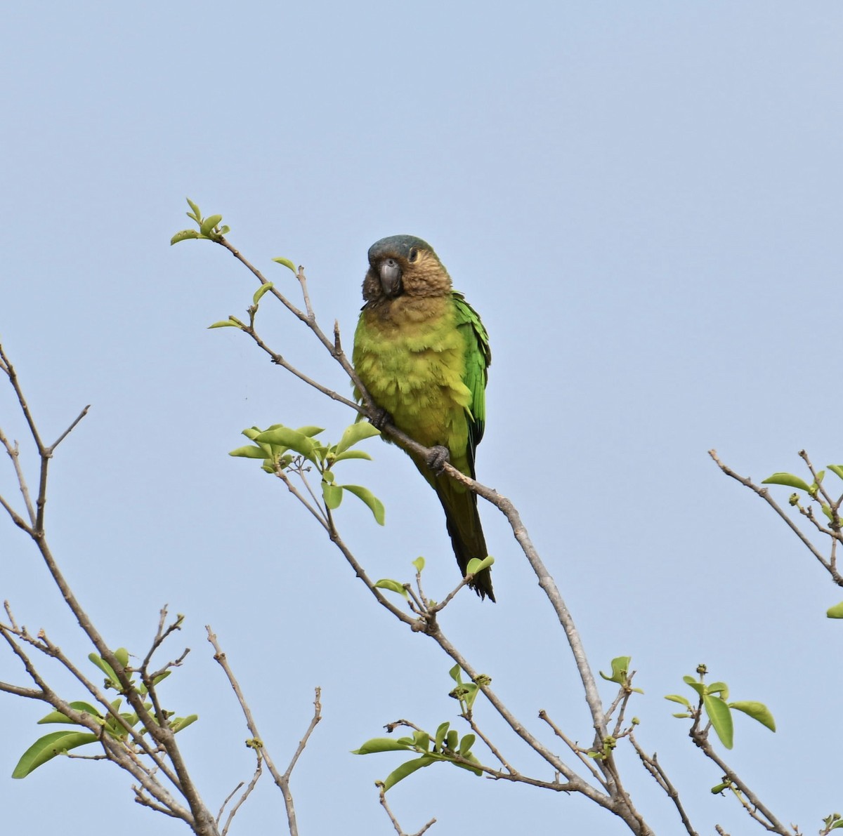 Brown-throated Parakeet - ML654679806
