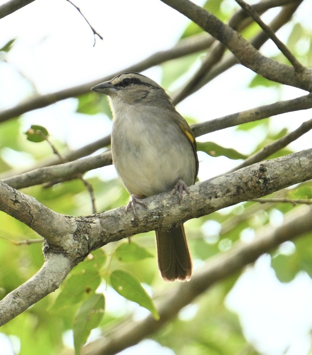 Tocuyo Sparrow - ML654679899
