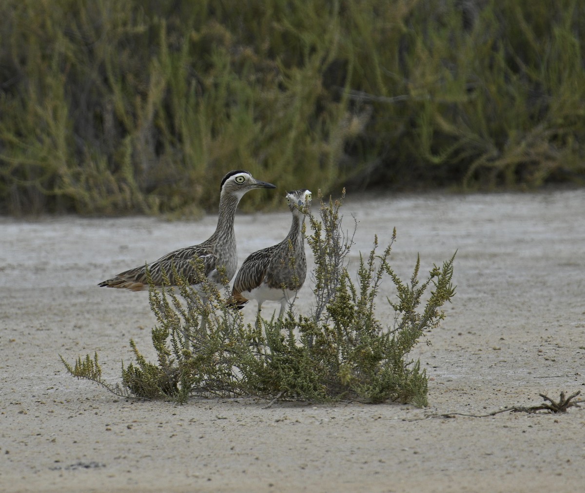 Double-striped Thick-knee - ML654679955