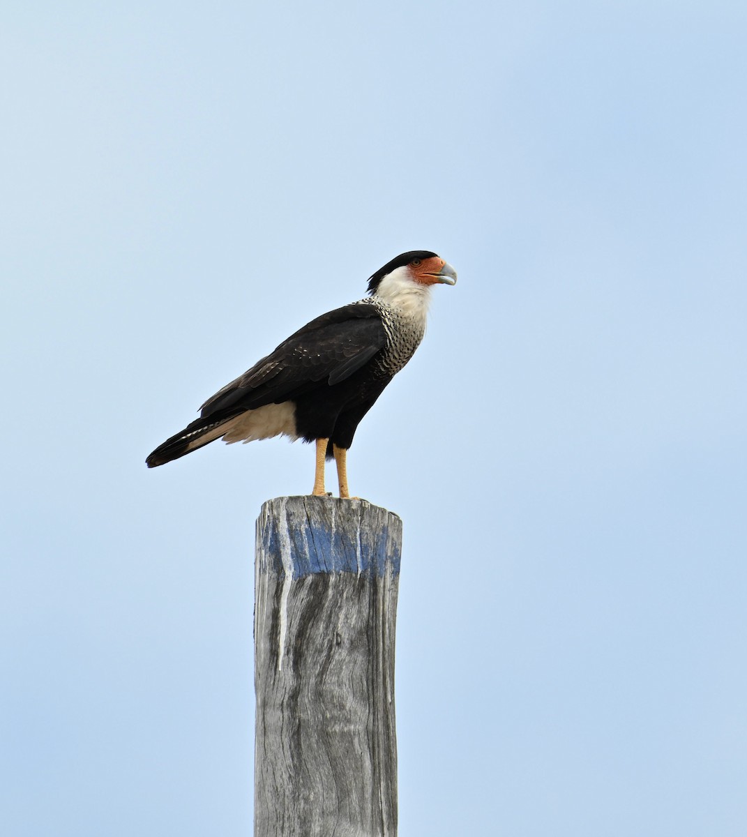 Crested Caracara - ML654680042