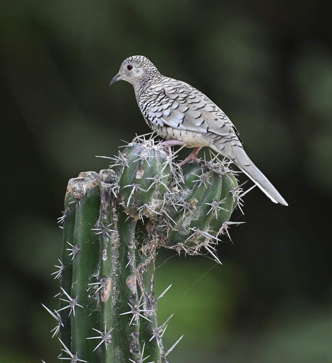 Scaled Dove - ML654680054