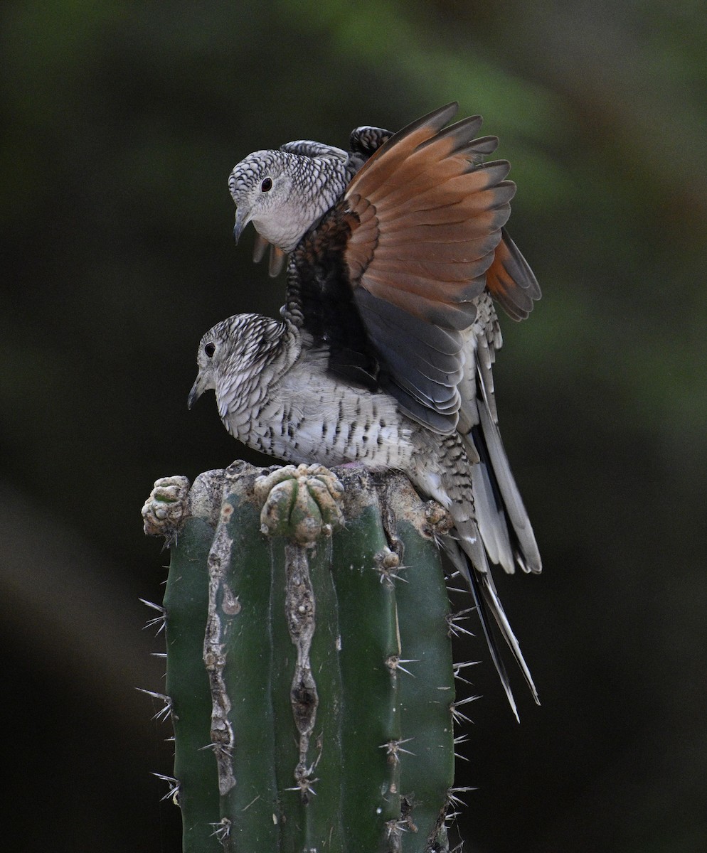 Scaled Dove - ML654680084