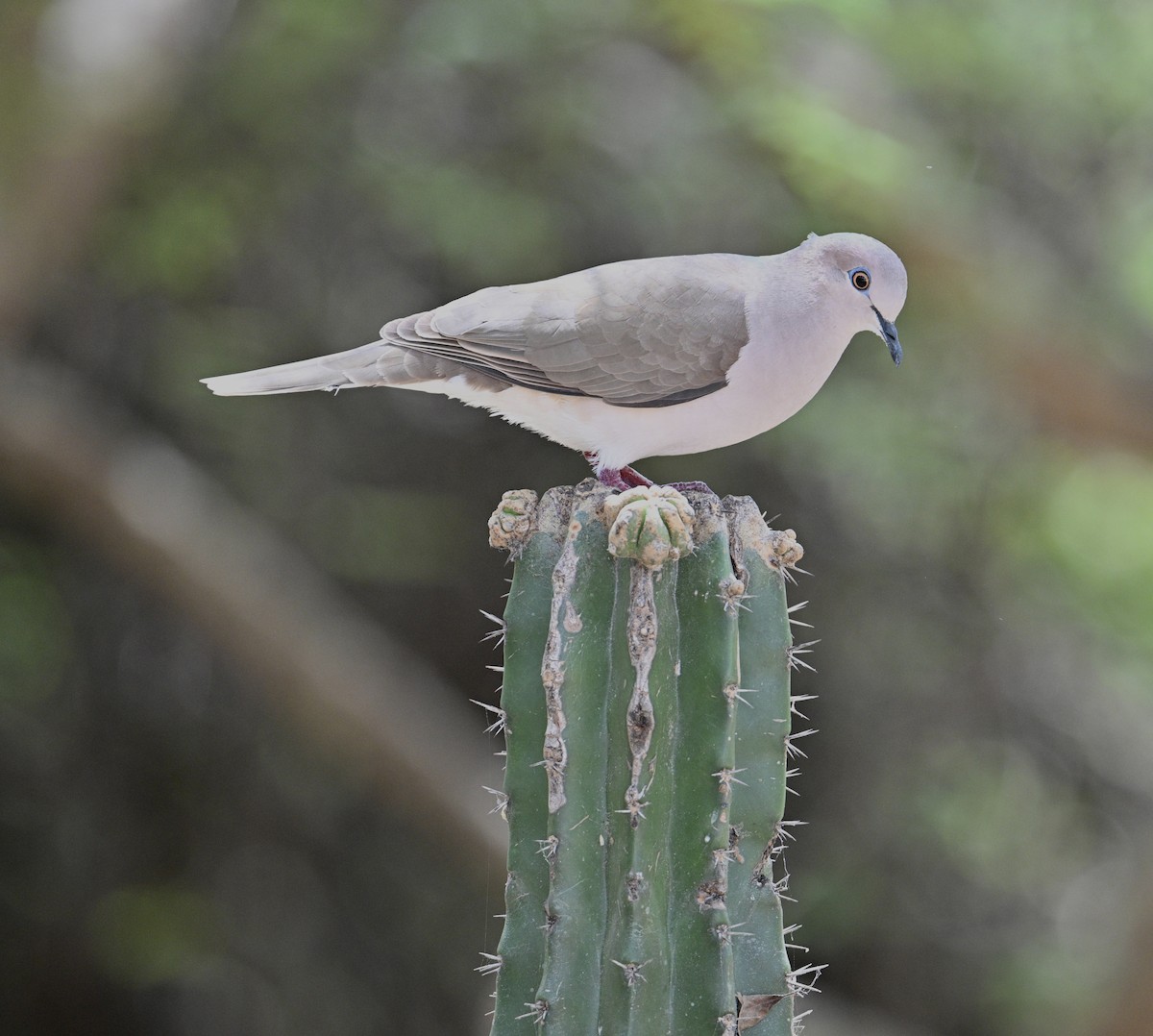 White-tipped Dove - ML654680096
