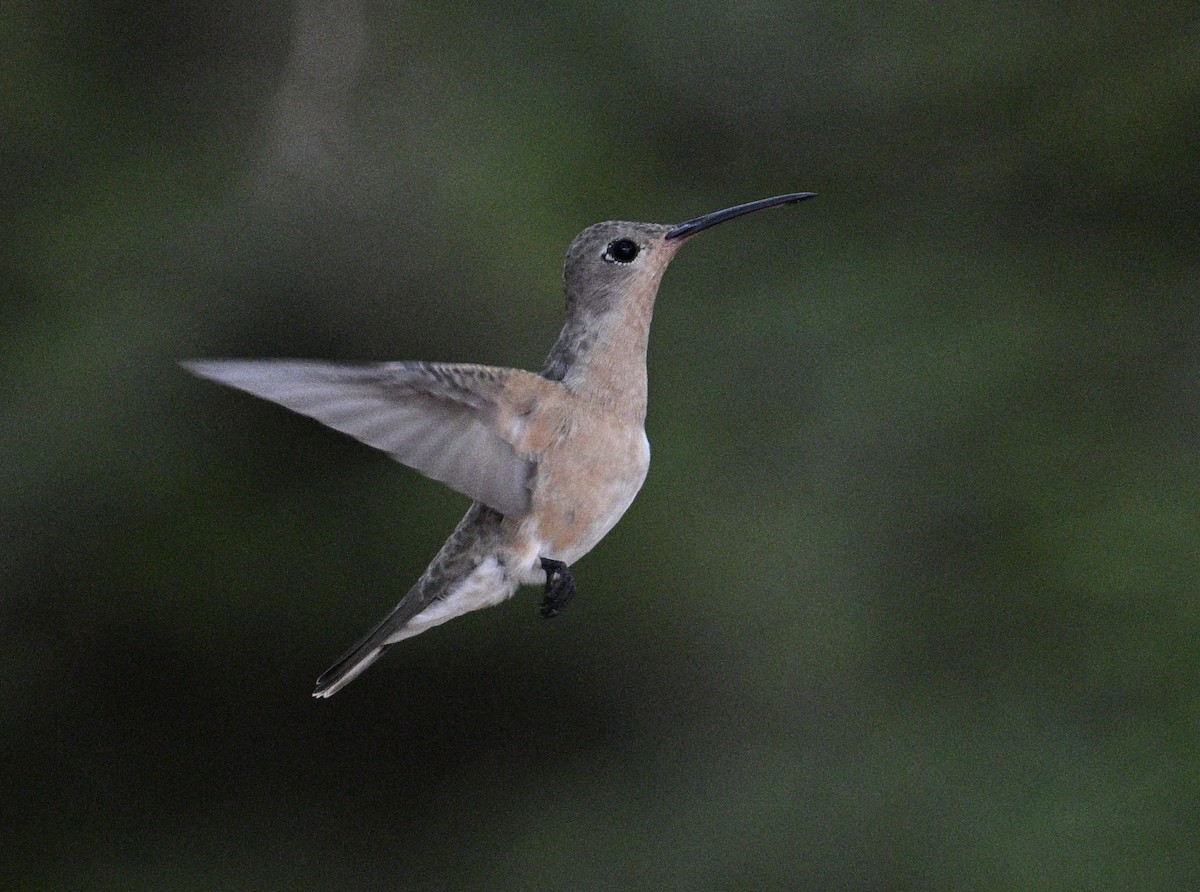 Buffy Hummingbird - ML654680139