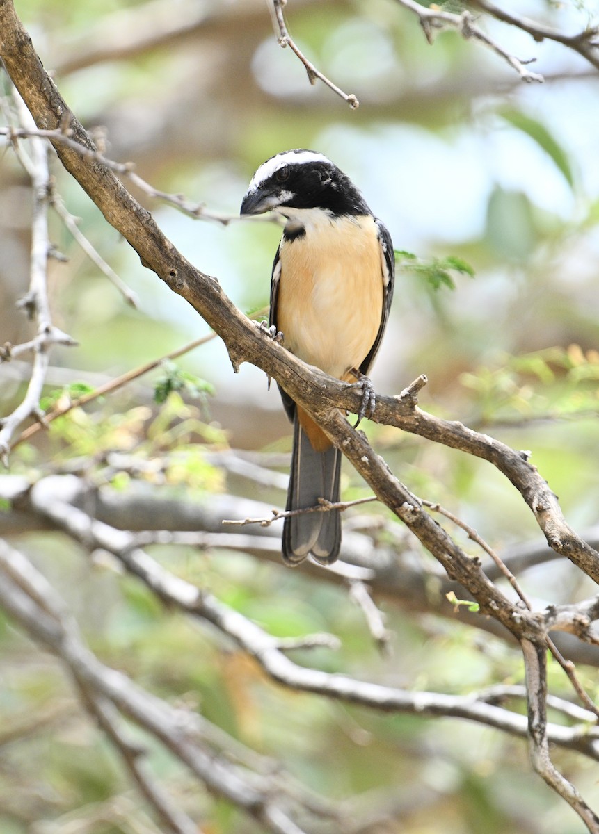 Orinocan Saltator - ML654680155