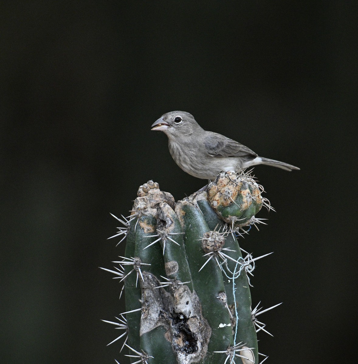 Pileated Finch - ML654680275