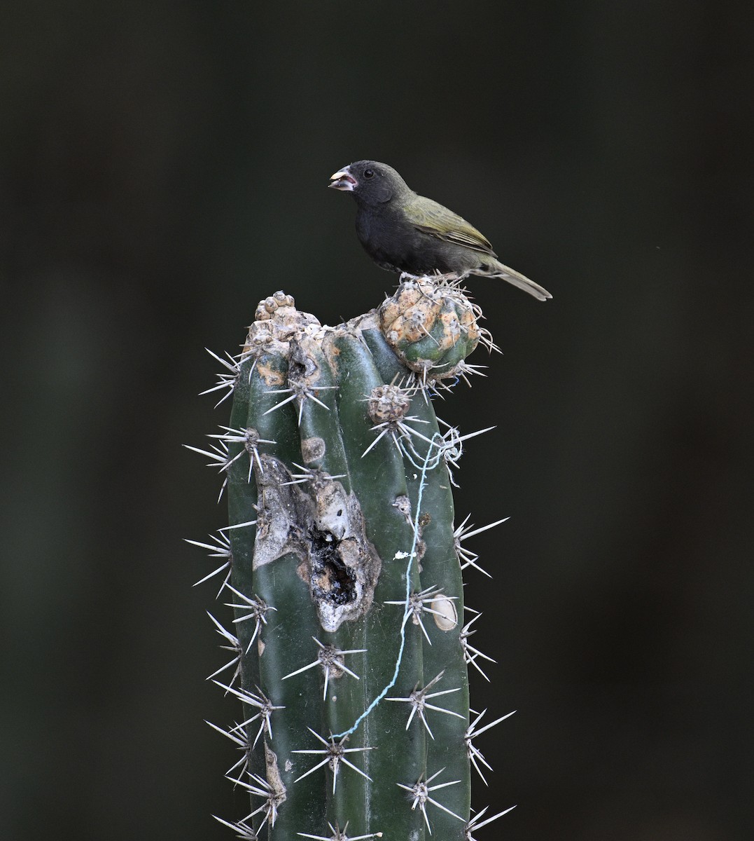 Black-faced Grassquit - ML654680291