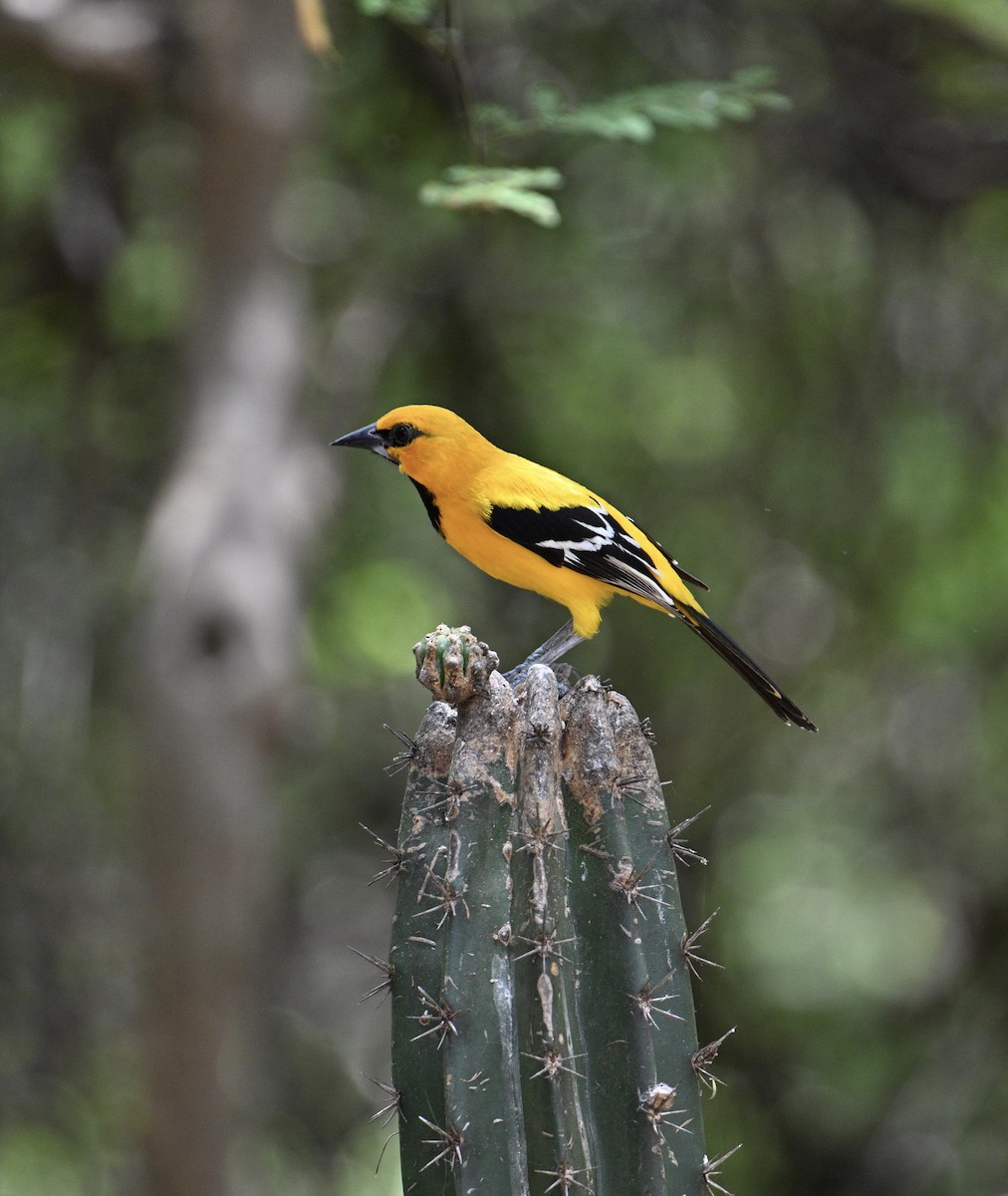 Yellow Oriole - ML654680326