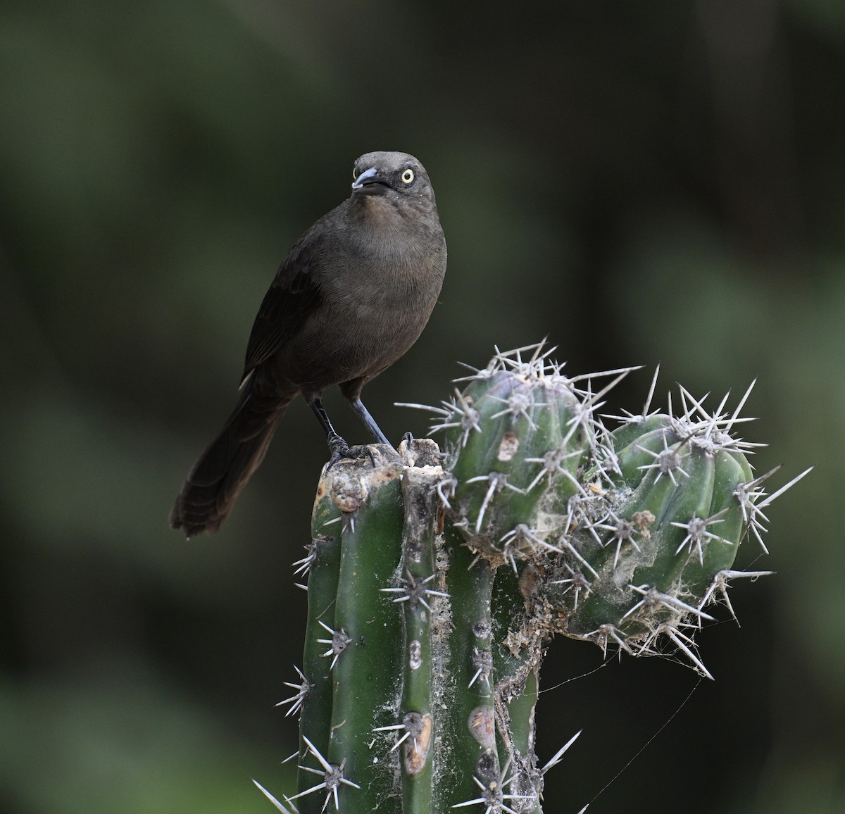 Carib Grackle - ML654680335