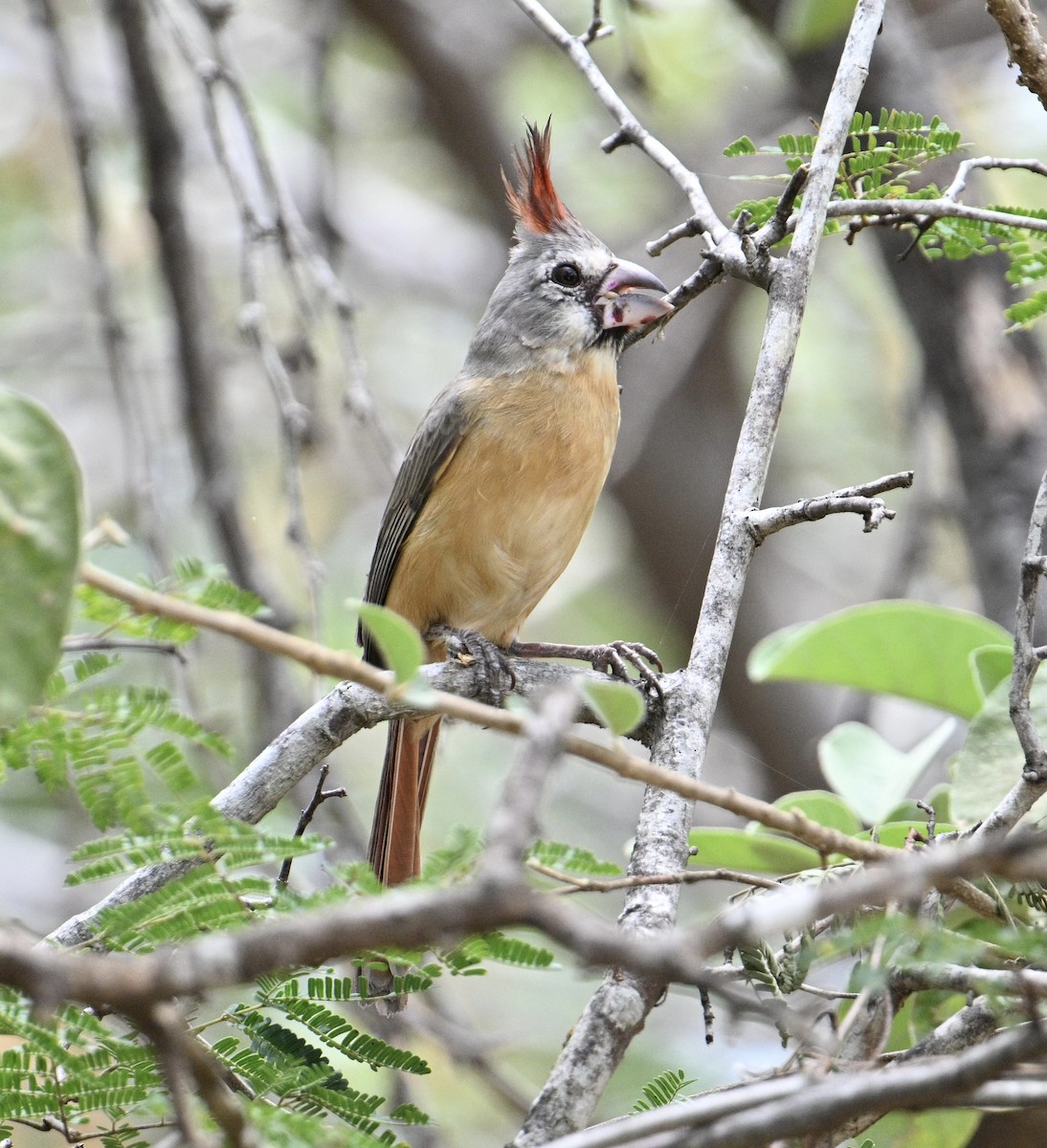 Kardinal purpura - ML654680349