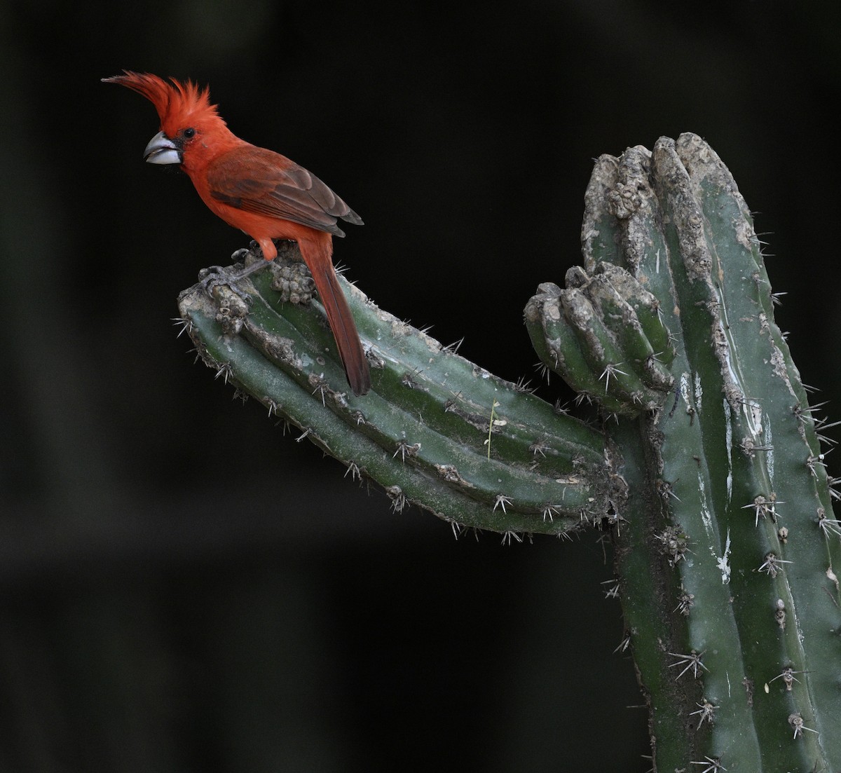 Kardinal purpura - ML654680357