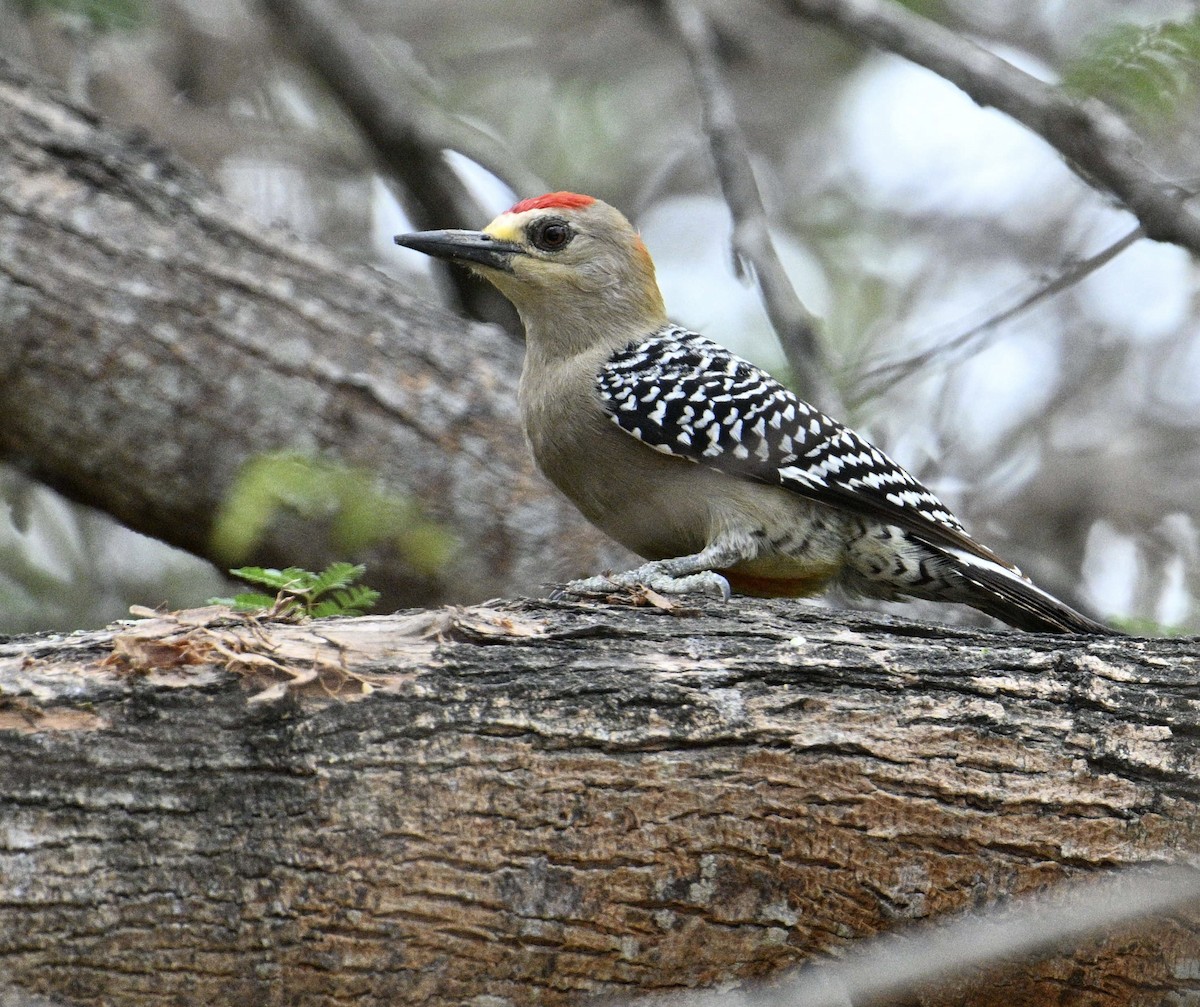 Red-crowned Woodpecker - ML654680380