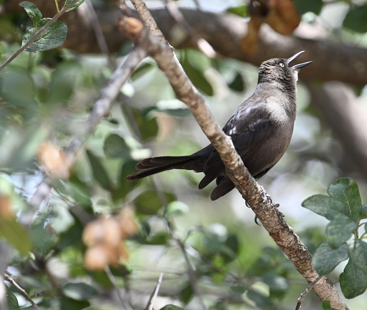 Carib Grackle - ML654680388