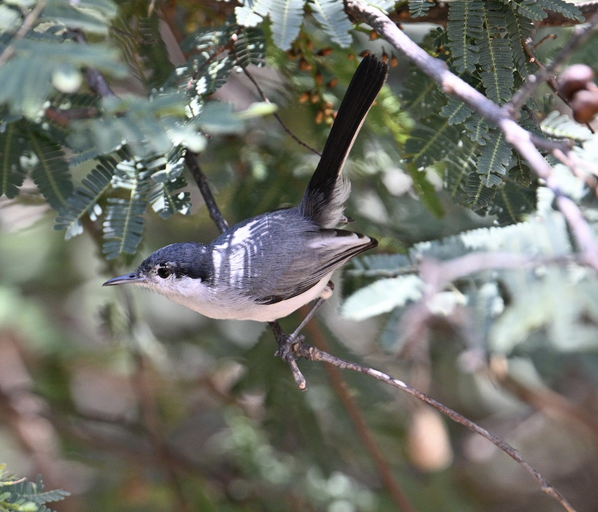 Tropical Gnatcatcher - ML654680406