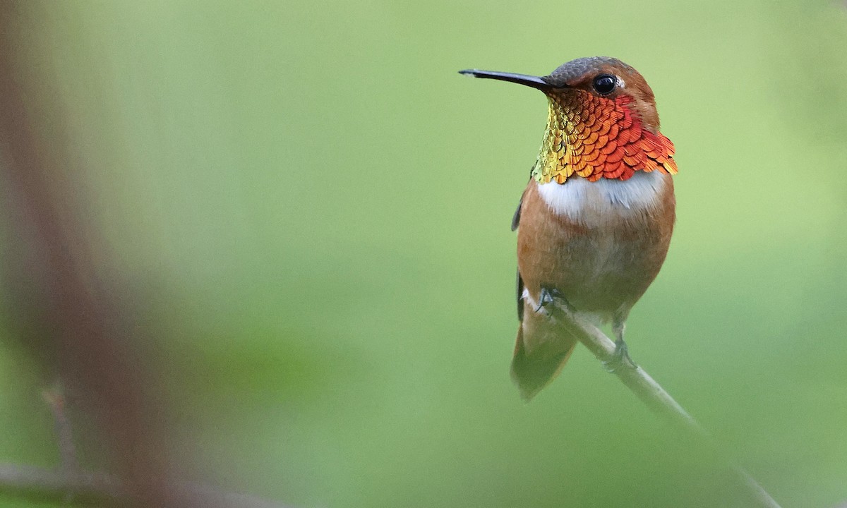 Rufous Hummingbird - ML654680772