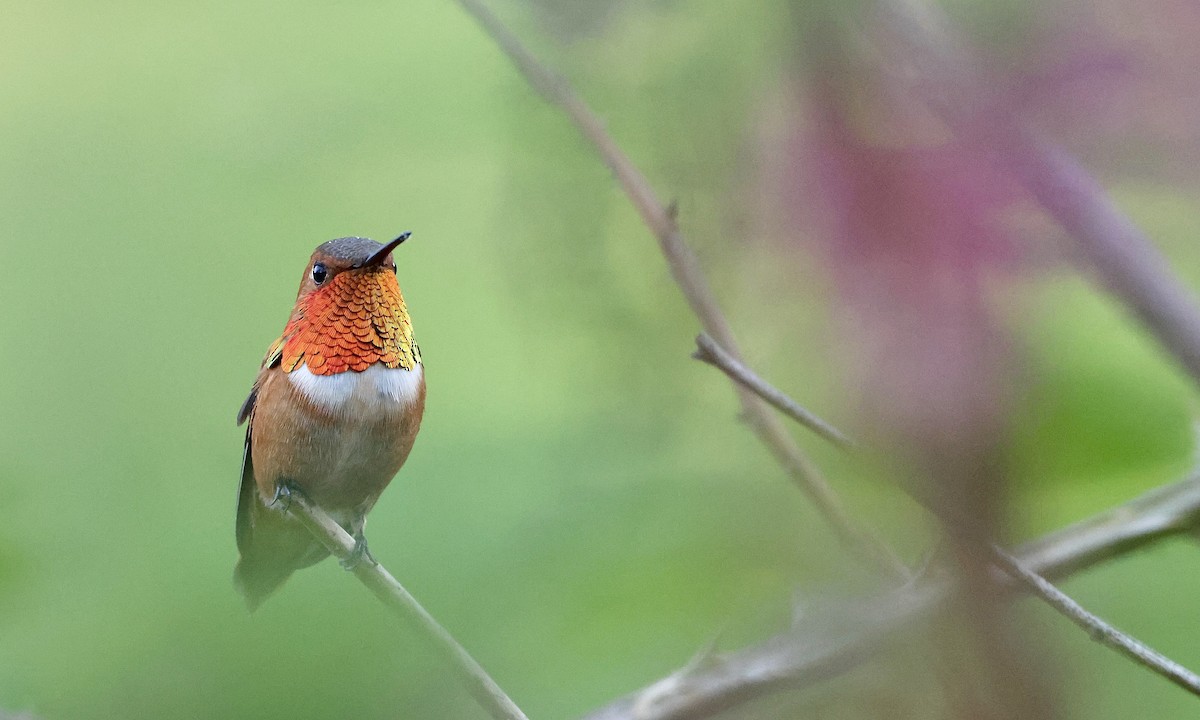 Rufous Hummingbird - ML654680773