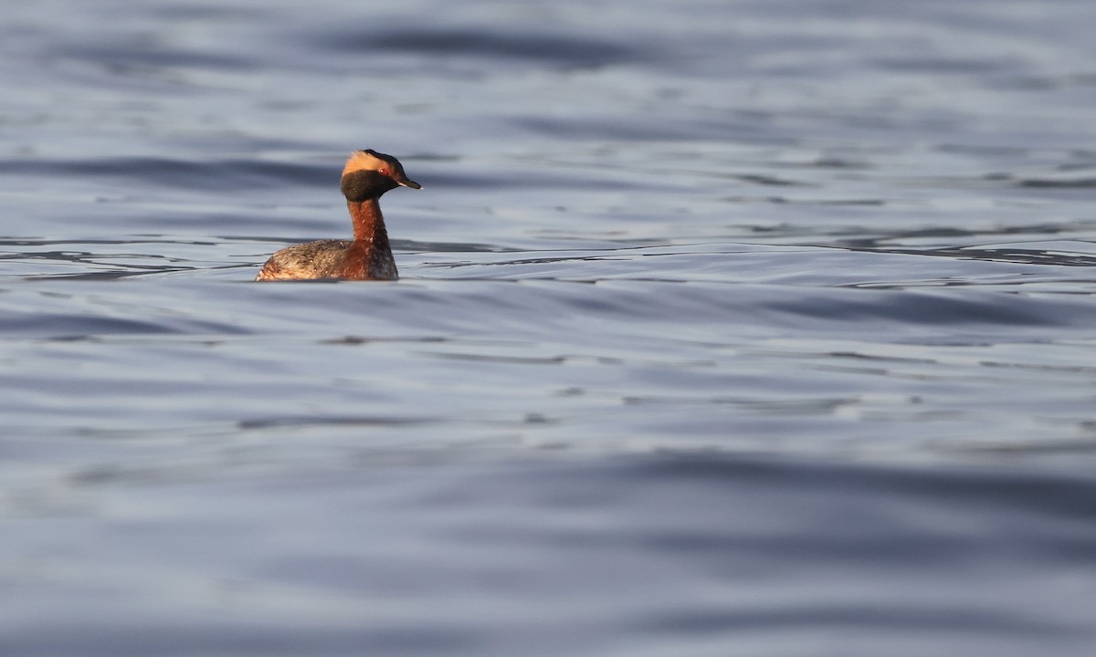 Horned Grebe - ML654680838