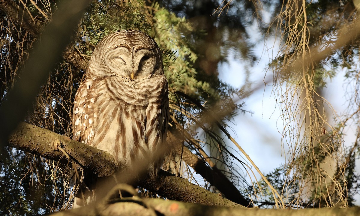 Barred Owl - ML654680860